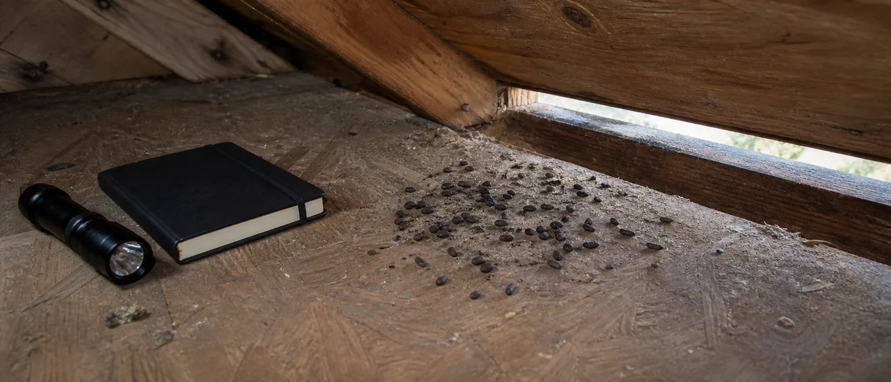 Bat droppings clustered beneath an attic roof gap beside a flashlight and inspection notebook